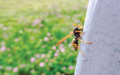 Stinging Insect Season