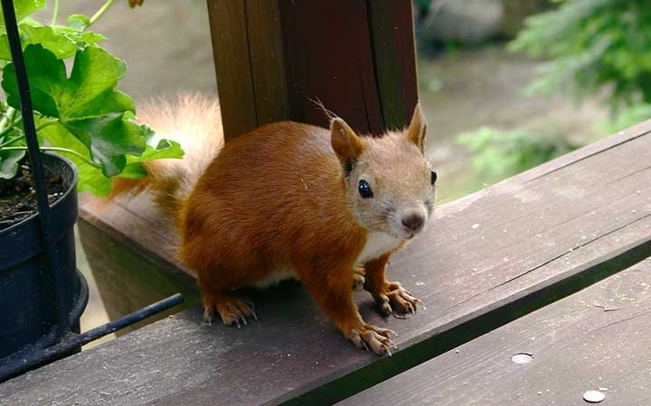 Red Squirrels