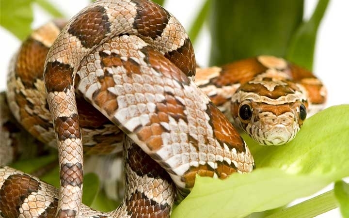 Corn Snakes