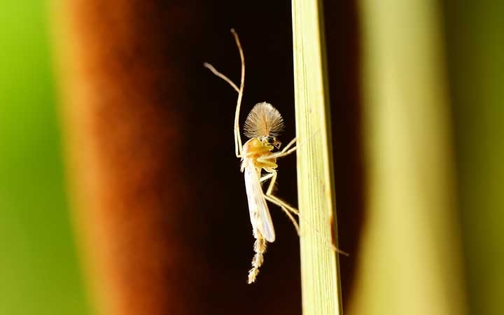 Cattail Mosquitoes