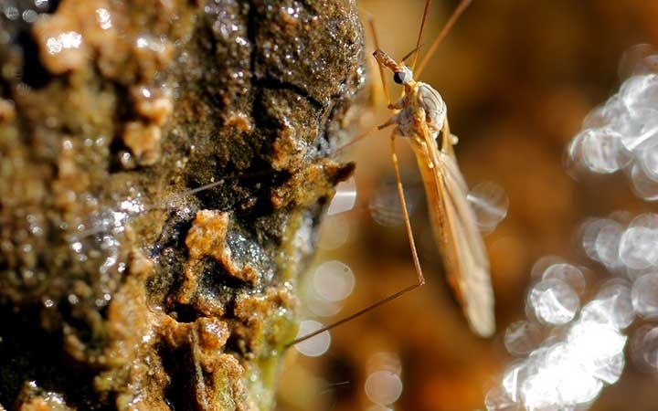 Floodwater Mosquitoes