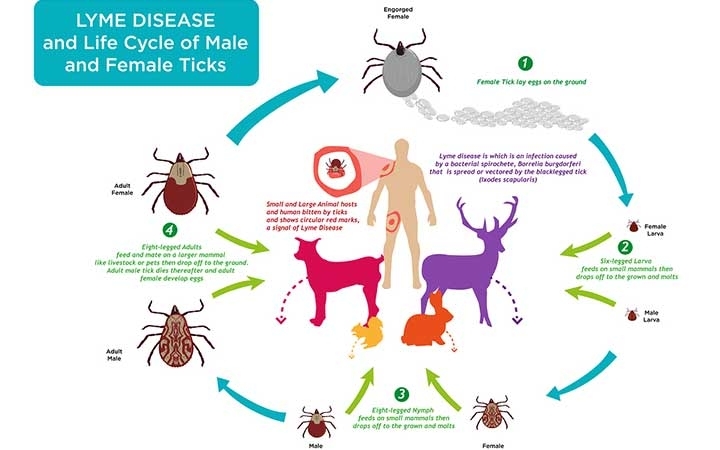 Deer Ticks