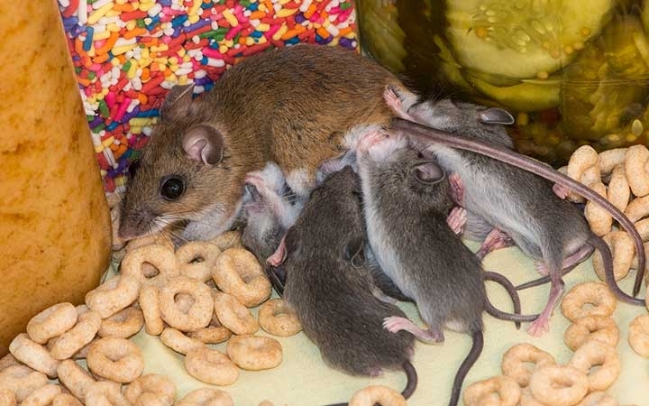 Deer Mice