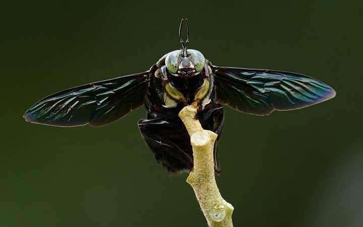 Carpenter Bees