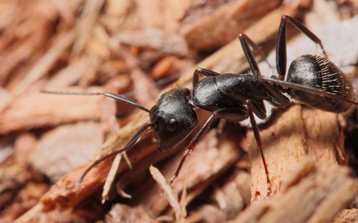 Carpenter Ants