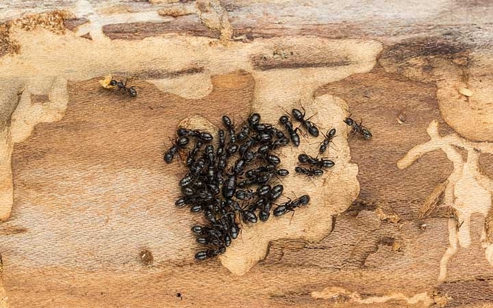 Carpenter Ants