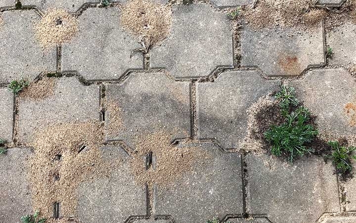 Pavement Ants