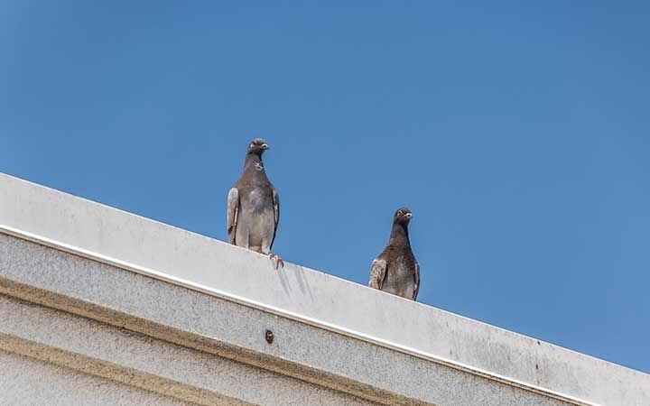 Pigeons