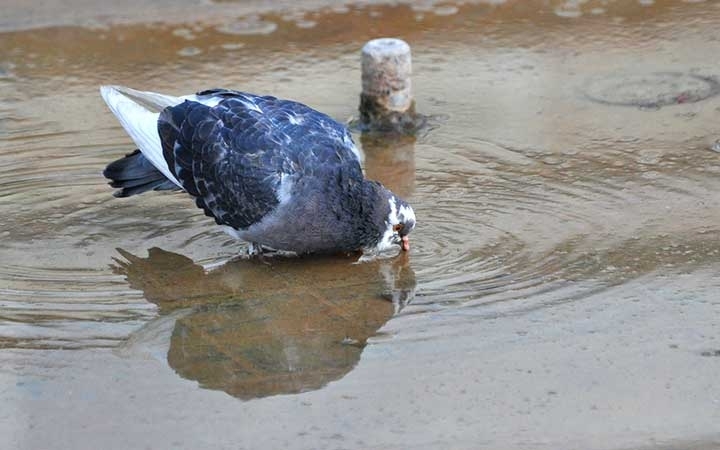 Pigeons