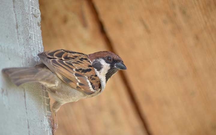 Sparrows & Grackles
