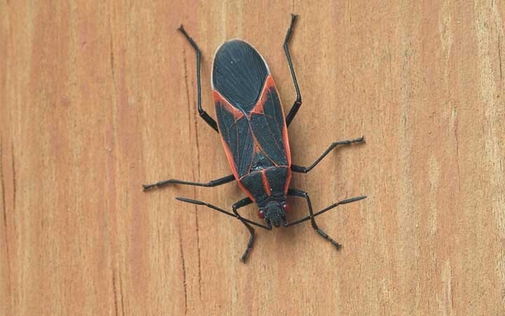 Boxelder Bugs