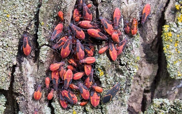 Boxelder Bugs