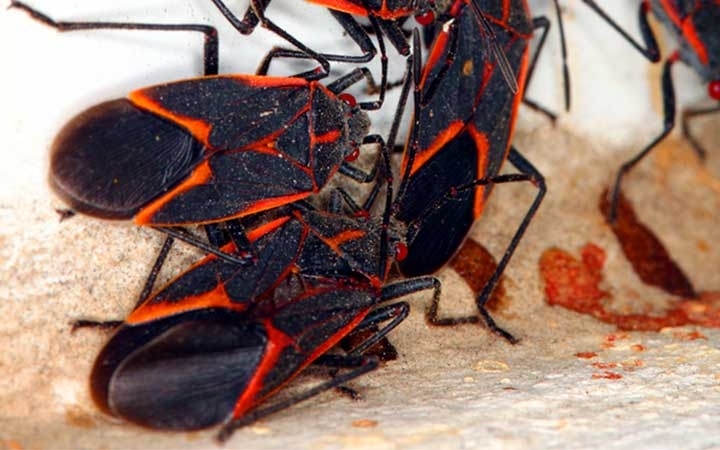 Boxelder Bugs