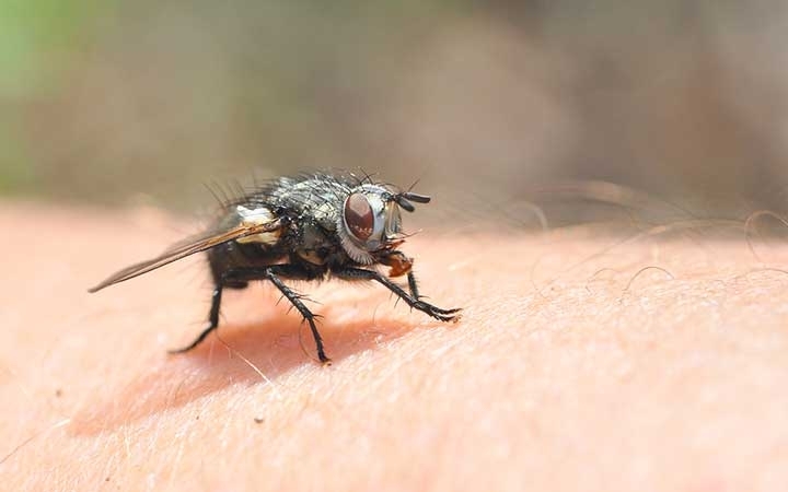 Cluster Flies