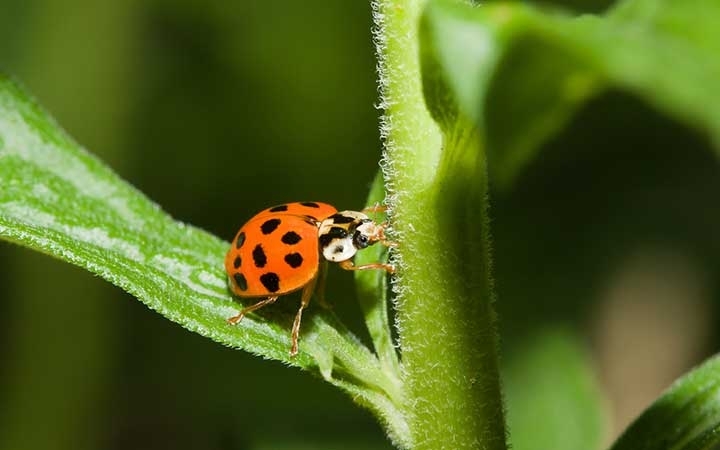 Asian Lady Beetles 