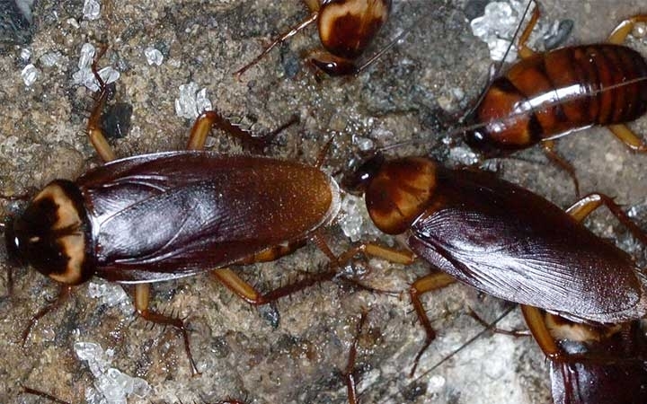 American Roaches