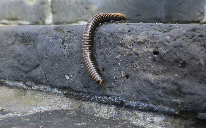 Millipedes