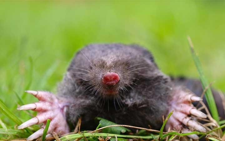 Moles