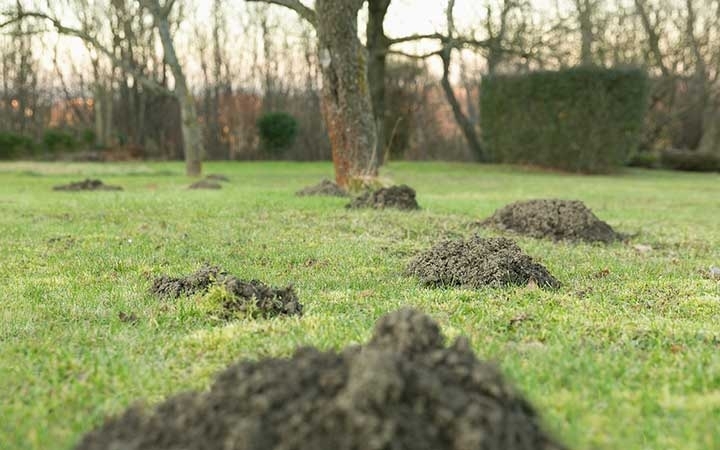 Moles