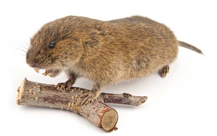 Voles