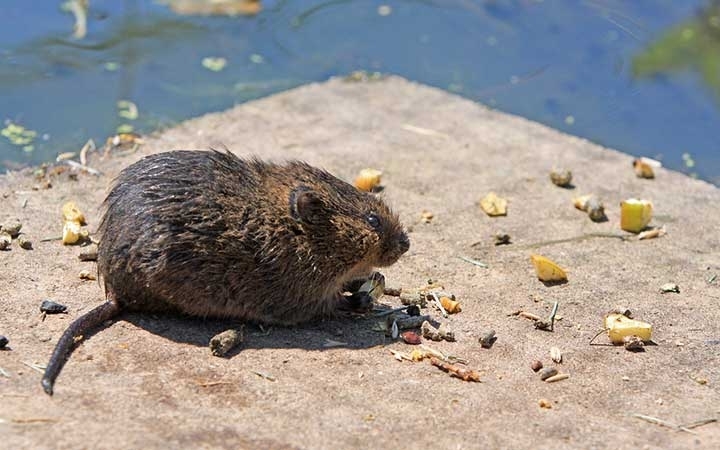 Voles