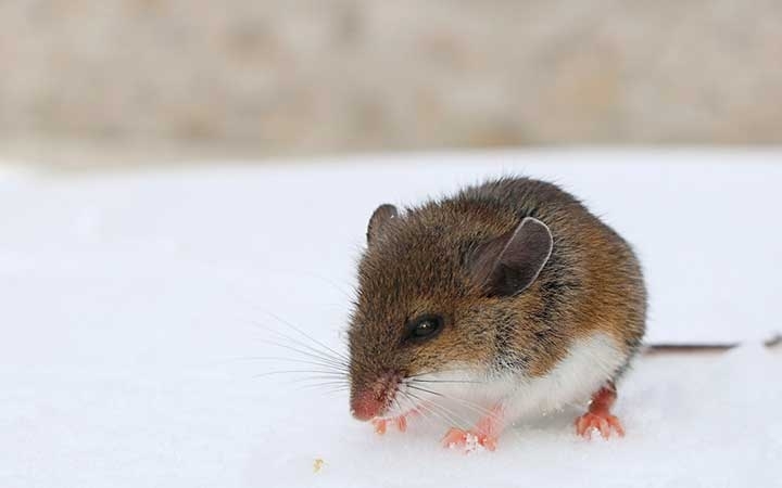 Deer Mice