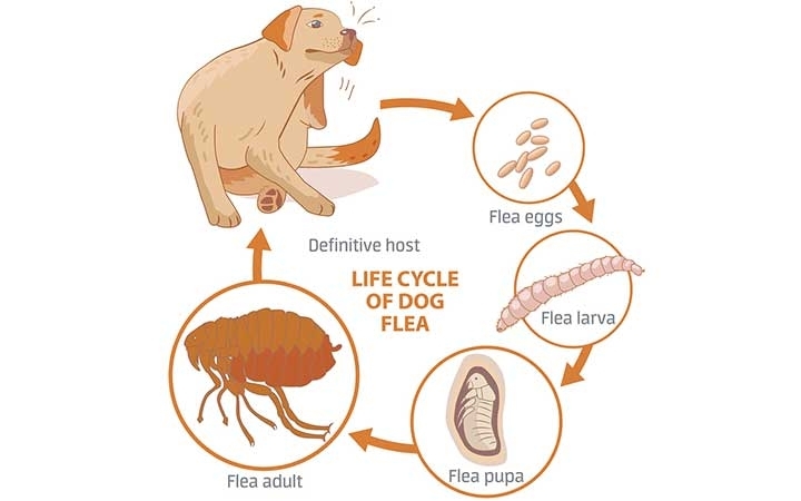 Dog Fleas