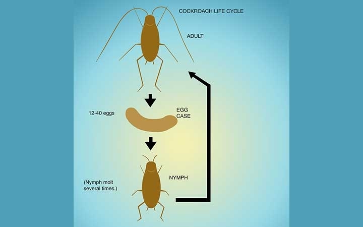 German Roaches