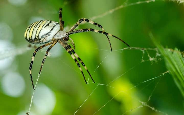 Garden Spiders