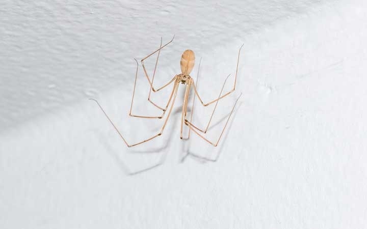 Longbodied Cellar Spiders