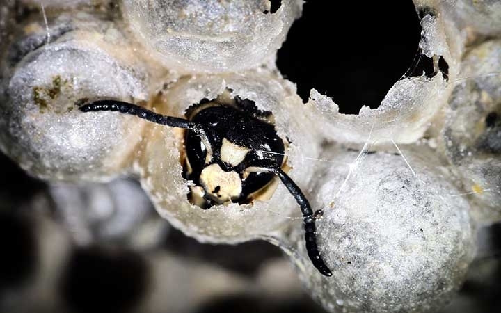 Bald Face Hornets