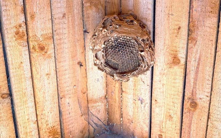 Paper Wasps