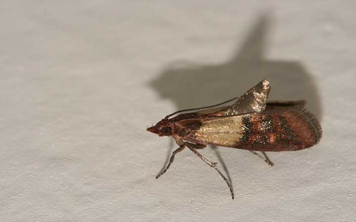 Indian Meal Moths