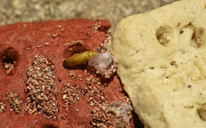 Indian Meal Moths