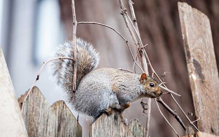 Grey Squirrels