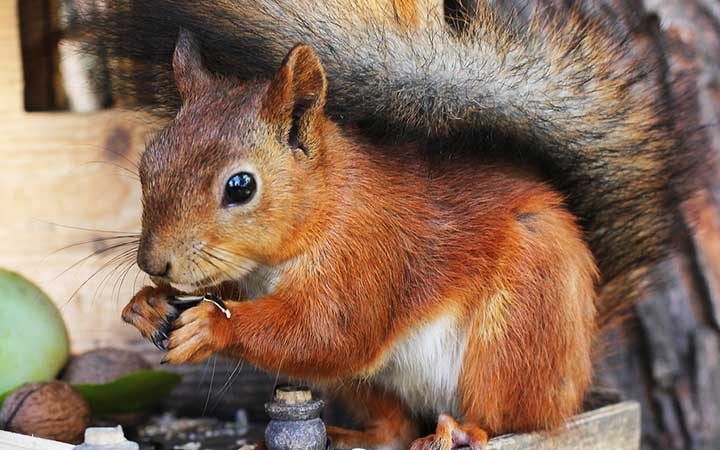 Red Squirrels